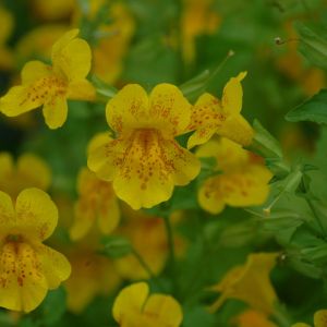 Mimulus luteus – Monkey Musk – Yellow Monkey Flower – Yellow Musk – Golden Monkey Flower – Diplacus – Monkey Flower – Musk – get a quote
