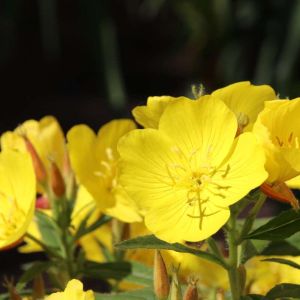 Oenothera fruticosa subsp. glauca – Oenothera fraseri – Oenothera glauca – Oenothera tetragona – Oenothera linearis – Evening Primrose – Sundrops – get a quote