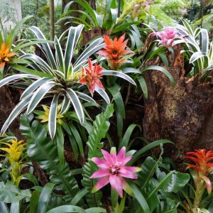 Bromeliad Assorted get a quote
