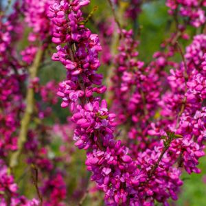 Cercise chinensis ‘Avondale’ – Chinese Redbud – Judas Tree – Redbud – get a quote