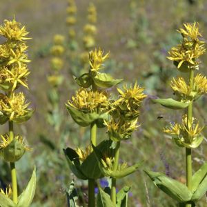 Gentiana lutea – Bitterwort – Yellow Gentian – Great Yellow Gentian – Gentian – get a quote