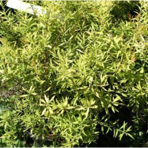 Spiraea ‘Mellow Yellow’ get a quote