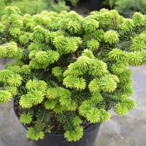 Abies balsamea ‘Nana’ – Dwarf Balsam Fir – get a quote