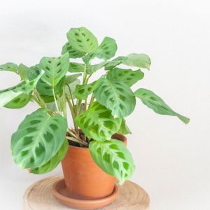 Maranta leuconeura ‘Kerchoveana’ – Maranta kerchoveana – Rabbit’s Foot – Rabbit’s Tracks – – Prayer Plant – Ten Commandments – get a quote