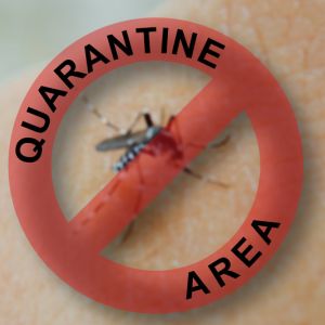 Buy Invasive/Imported Insects Plants