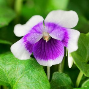 Viola hederacea – Erpetion hederaceum – E. reniforme – Viola reniforme – Australian Violet – Ivy Leafed Violet – Trailing Violet – get a quote