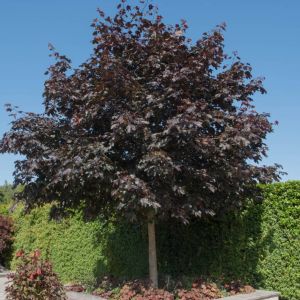 Acer platanoides ‘Crimson King’ ‘ Crimson King Maple ‘ Norway Maple – Maple – get a quote