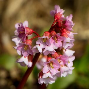 Bergenia stracheyi – Bergenia milesii – Megasea – Elephant’s Ears – Pigsquek – get a quote
