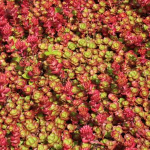 Sedum spurium ‘Red Carpet’ – Two-row Stonecrop – Hylotelephium – Stonecrop – get a quote