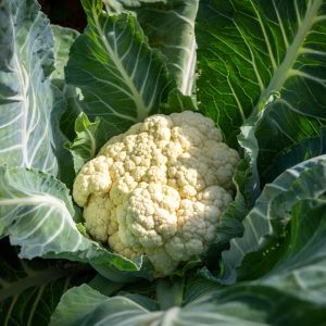 Growing Cauliflower get a quote