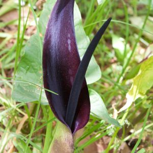 Arum palaestinum – Arum sanctum – Calla sancta – Lords and Ladies get a quote