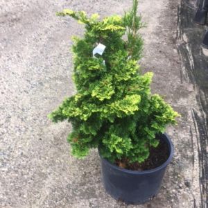 Chamaecyparis obt. ‘Verdonii’ – Hinoki get a quote