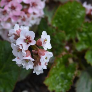 Bergenia ciliata – Winter begonia – Megasea – Elephant’s Ears – Pigsquek – get a quote