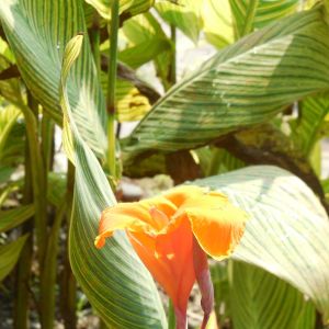 Canna pretoria – Indian Shot – get a quote