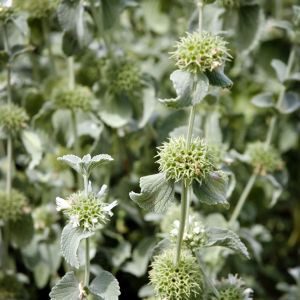 Marrubium incanum – Marrubium candidissimum of gardens – Horehound – get a quote