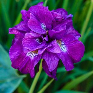Iris ruthenica get a quote