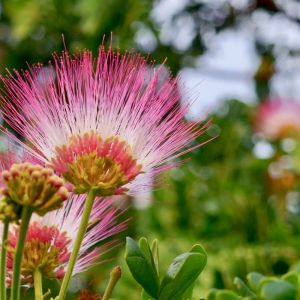 Albizia saman ‘ Monkeypod ‘ Rain Tree ‘ Saman ‘ Paraserianthes get a quote