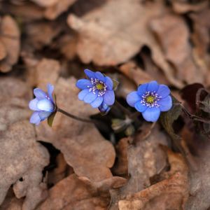 Anemone nemorosa ‘Blue Bonnet’ – Wood Anemone – Windflower get a quote
