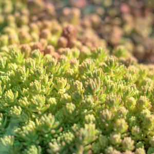 Sedum humifusum – Hylotelephium – Stonecrop – get a quote
