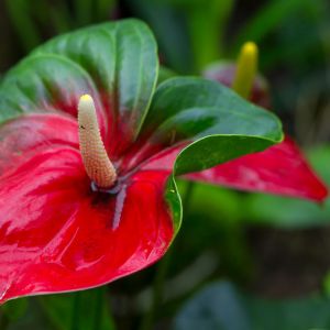 Anthurium scherzerianum – Flamingo Flower – Tail Flower get a quote