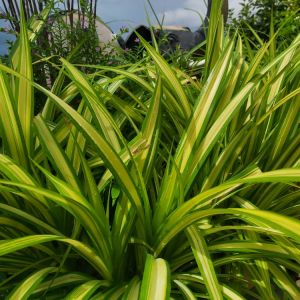 Chlorophytum comosum ‘Vittatum’ – Chlorophytum capense of Gardens – Spider Plant – Ribon Plant – Hen and Chickens  – get a quote