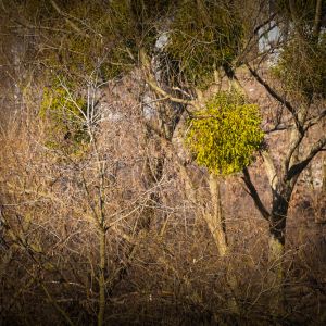 Dwarf Mistletoe get a quote