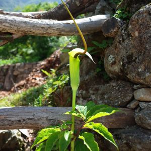 Arisaema tortuosum – Arisaema helleborifolium – Jack in the Pulpit get a quote