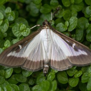 Box Tree Moth – Cydalima perspectalis get a quote
