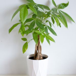 Symbolism and benefits of the Chinese Money Tree Plant get a quote