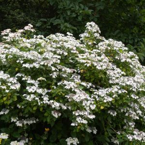 Hydrangea macrophylla ‘Veitchii’ – Bigleaf Hydrangea – Garden Hydrangea – Florist’s Hydrangea – get a quote