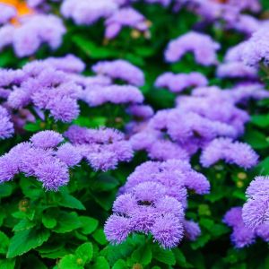 Ageratum houstonianum – Floss Flower get a quote