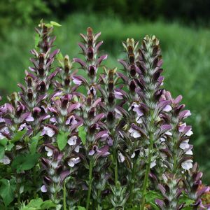 Acanthus mollis – Bear’s breeches – get a quote