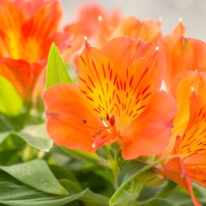 Alstroemeria aurea ‘Dover Orange’ – Alsroemeria aurantiaca ‘Dover Orange’ – Peruvian lily get a quote