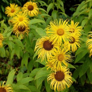 Inula hookeri get a quote