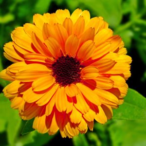 Calendula officinalis ‘Bon Bon’ – English Marigold – Pot Marigold – Marigold – get a quote