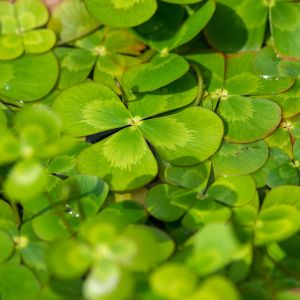 Marsilea mutica – Pepperwort – Water Clover – Nardoo – get a quote