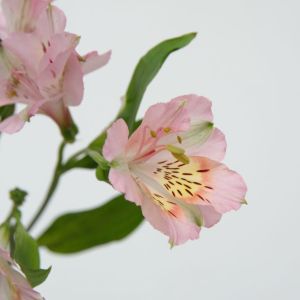 Alstroemeria ‘Parigo Charm’ – Peruvian lily get a quote
