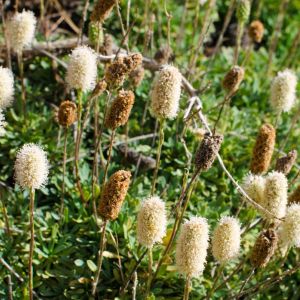 Petrophytum caespitosum – Petrophyton – Rock Spirea – get a quote