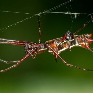 Orb-web Spiders – Micrathena get a quote