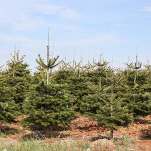 Abies nordmanniana – Caucasian Fir – Nordmann Fir – get a quote