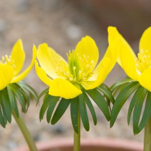 Eranthis cilicica – Winter Aconite – get a quote