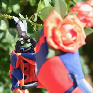 When to Prune Roses get a quote