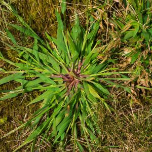 Crabgrass get a quote