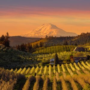 Fruit Trees in Northwest USA get a quote