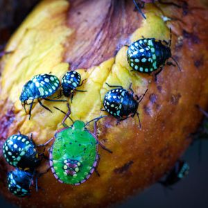 Buy Flower, Fruit and Seed Feeders Plants
