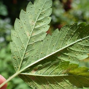 Aphids get a quote