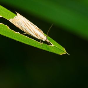 Sod Webworm get a quote