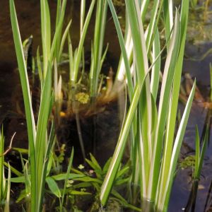 Acorus calamus ‘Variegatus’ – Variegated Sweet Flag – Sweet Flag get a quote
