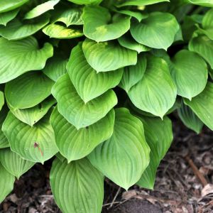 Hosta clausa – Plantain Lily clausa get a quote