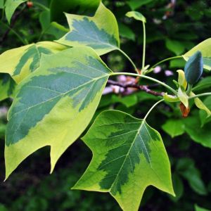 Liriodendron tulipifera ‘Aureomarginatum’ – North American Tulip Tree – Tulip Tree – get a quote